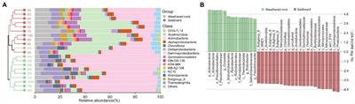 Nitrate determines the bacterial habitat specialization and impacts microbial functions in a subsurface karst cave